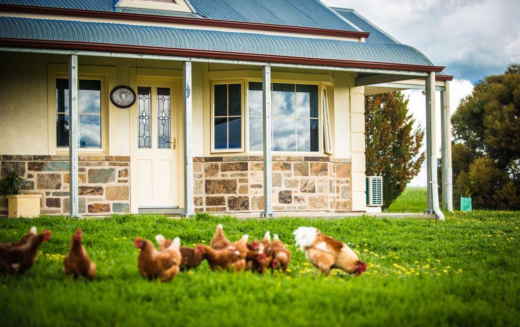 Barossa Vineyard Cottages Tanunda Extérieur photo