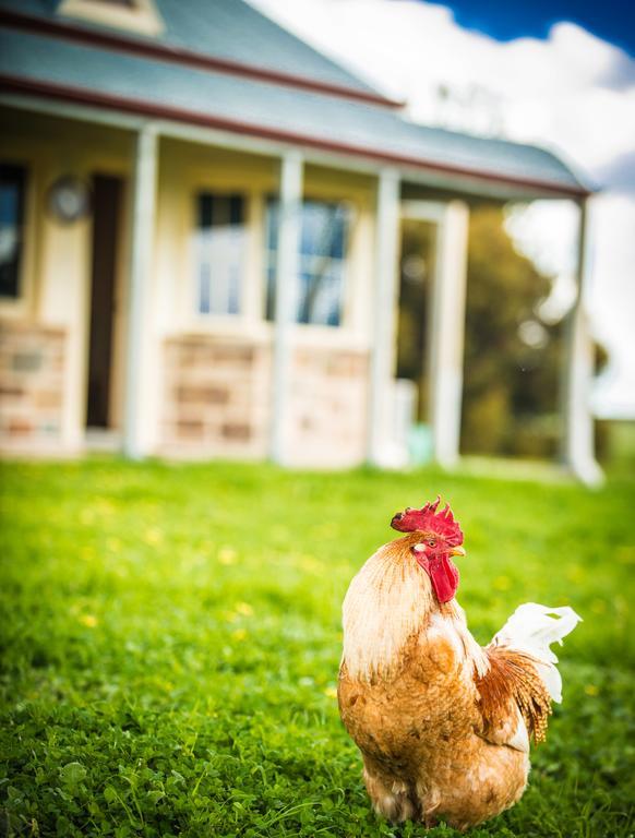Barossa Vineyard Cottages Tanunda Extérieur photo