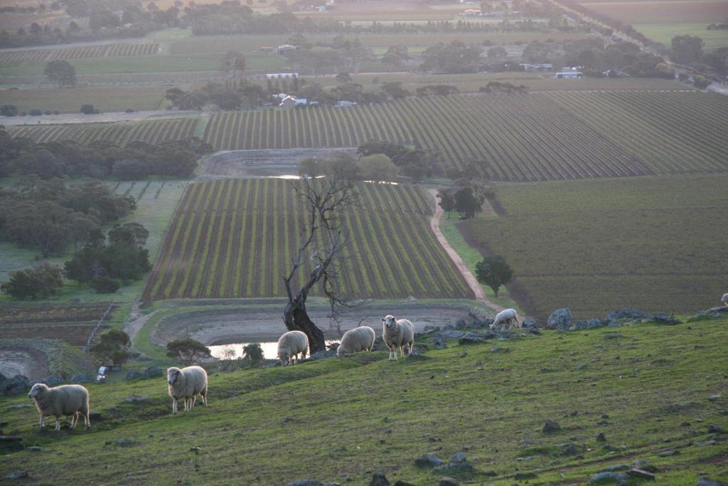 Barossa Vineyard Cottages Tanunda Extérieur photo